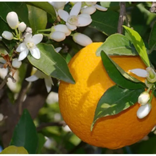 Nature's Essential Gardens - Oils