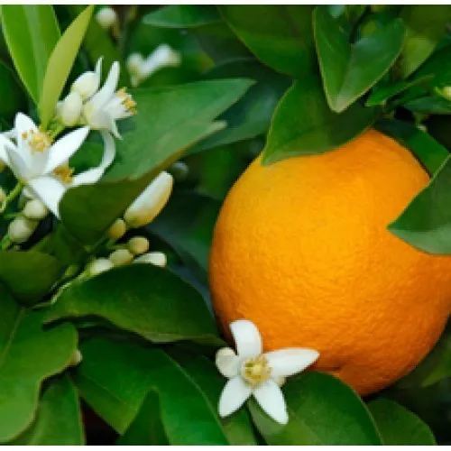 Nature's Essential Gardens - Oils