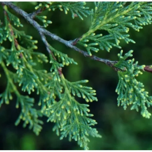 Nature's Essential Gardens - Oils