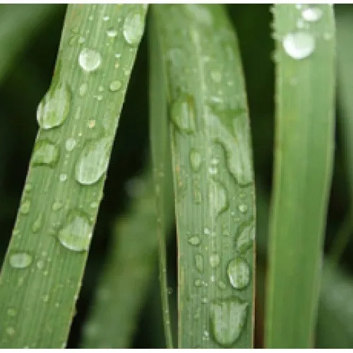 Nature's Essential Gardens - Oils