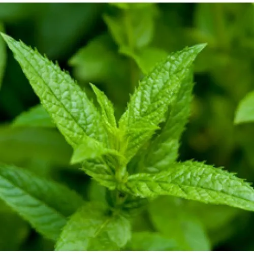 Nature's Essential Gardens - Oils