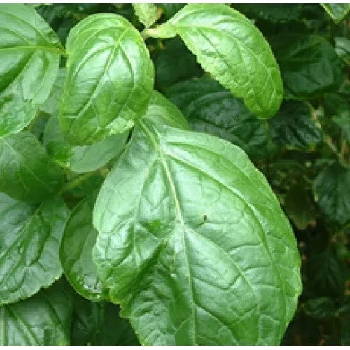 Nature's Essential Gardens - Oils