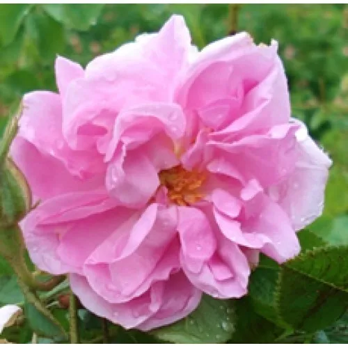 Nature's Essential Gardens - Oils