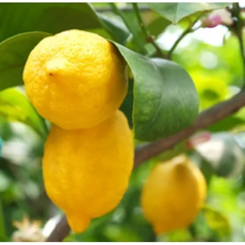 Nature's Essential Gardens - Oils