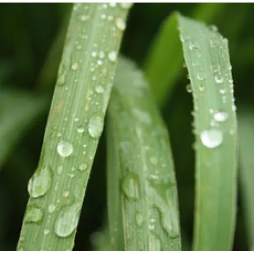 Nature's Essential Gardens - Oils