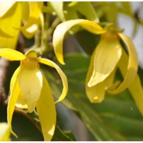 Nature's Essential Gardens - Oils