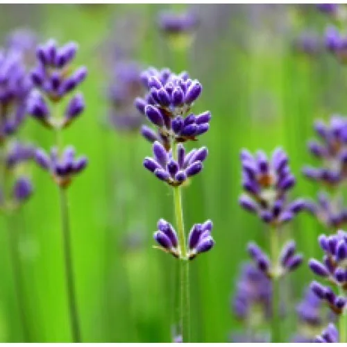 Nature's Essential Gardens - Oils
