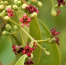 Nature's Essential Gardens - Oils