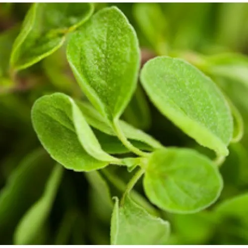Nature's Essential Gardens - Oils
