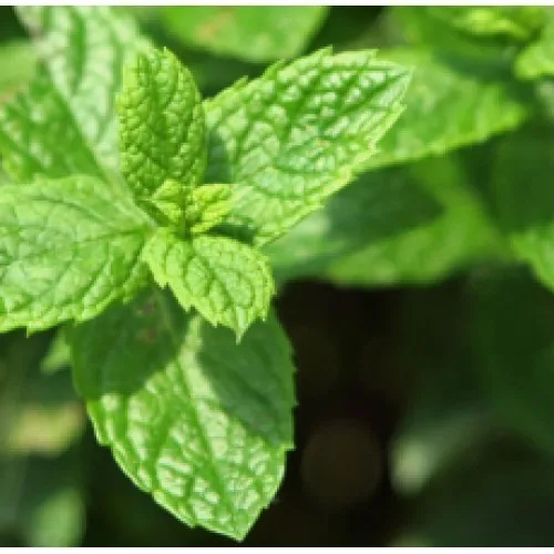 Nature's Essential Gardens - Oils