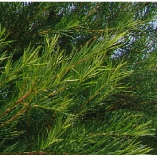Nature's Essential Gardens - Oils