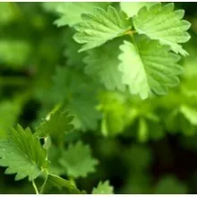 Nature's Essential Gardens - Oils