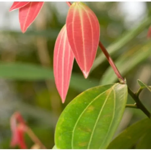 Nature's Essential Gardens - Oils