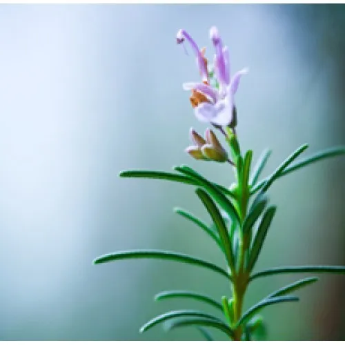 Nature's Essential Gardens - Oils