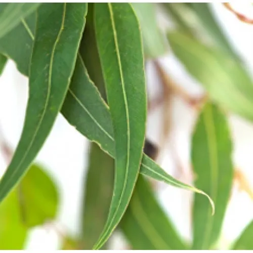 Nature's Essential Gardens - Oils